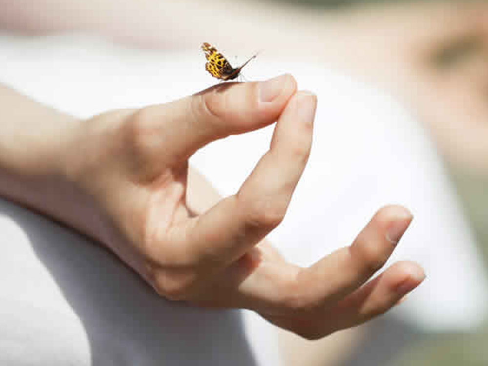 meditation-shola meditation-shola
